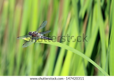 macro of dragonfly resting on water plant rush