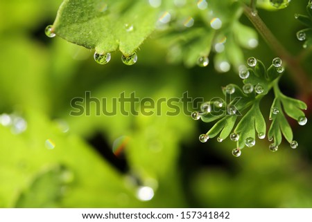 macro of green leaf covered with raindrops