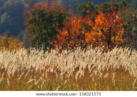 brightly lit wheats in front of autumn colered trees