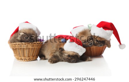 Four Pomeranian Spitz  two months old puppies dressed in Santa hats lying in wicker. Studio shoot isolated.
