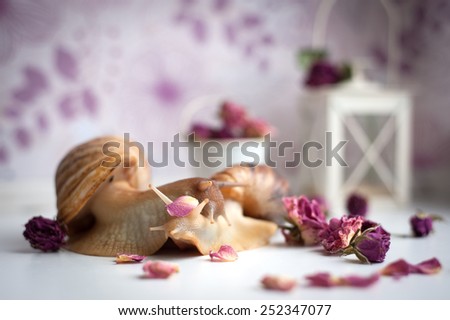 Cute snail in love with roses