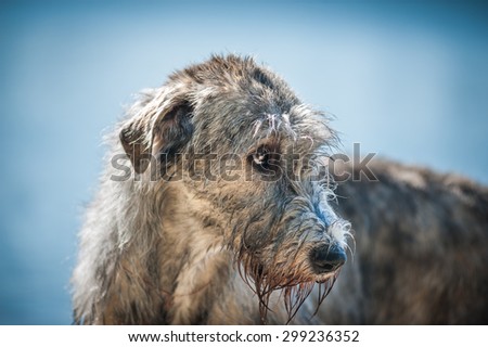 The dog  looking guilty. Irish Wolfhound