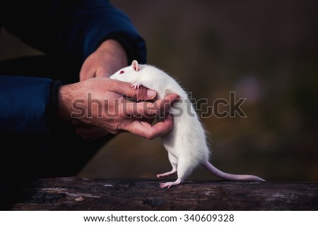 The white rat on the man's arm
