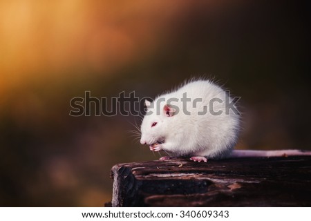 White rat on a stump
