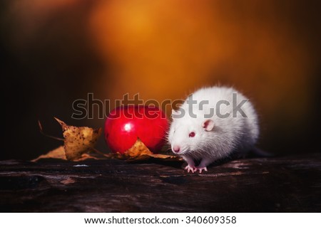 White rat with apple on a stump
