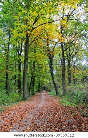 Forest track through autumn trees with beautiful colored foliage