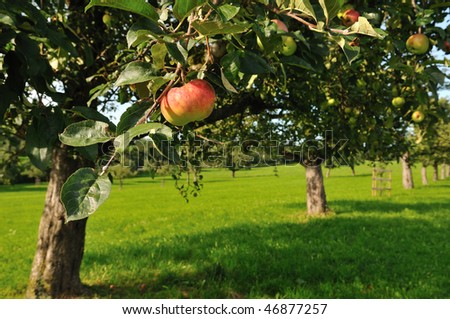 Nice red apple in apple tree, more apple trees in background
