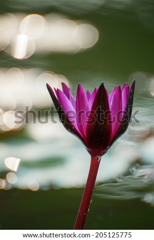 Purple lotus in beautiful morning light in background