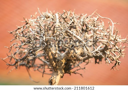Branch of little tree