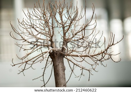 Branch of little tree