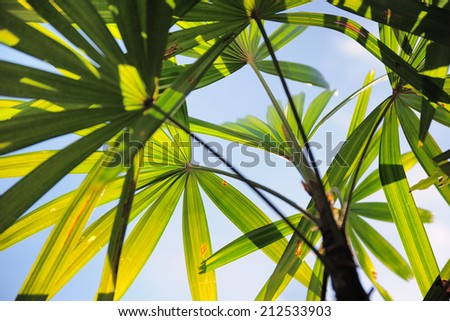 Palm leave transparent morning light