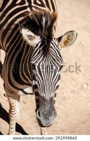 Close up of animal picture - Zebra head