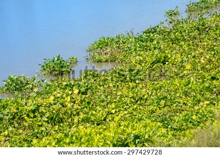 The Network of Water hyacinth plant floating on a river bank