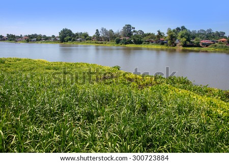 Rural riverfront community in thailand from the other side show Network of Water hyacinth plant floating on a river bank