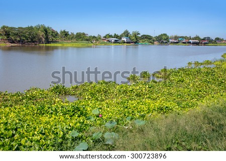Rural riverfront community in thailand from the other side show Network of Water hyacinth plant floating on a river bank