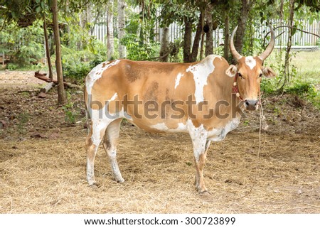 From the country side - Humble  red brown cow the domestic animal of people in rustic life