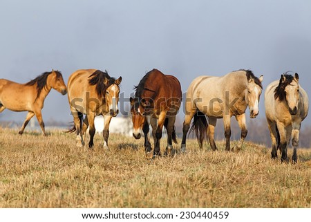 Herd of the horses