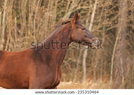 Purebred chestnut horse running free in late autumn landscape