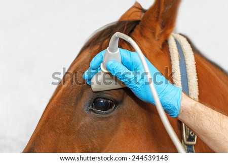 Veterinarian makes ultrasonic scanning of horse eye