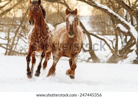 Two horses running free in winter landscape early in the morning.