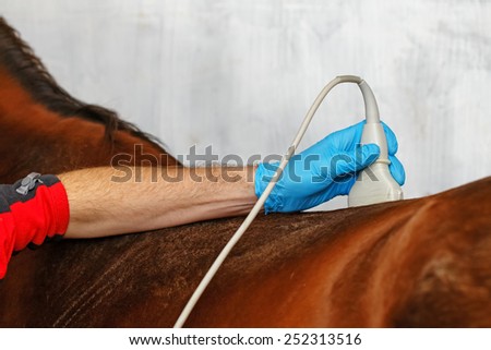 Veterinarian making ultrasonic scanning of the horse back.