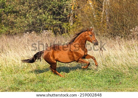 Beautiful horse running free in autumn landscape.