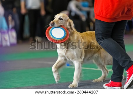 Golden retriever with a frisbee near its owner at dog show.