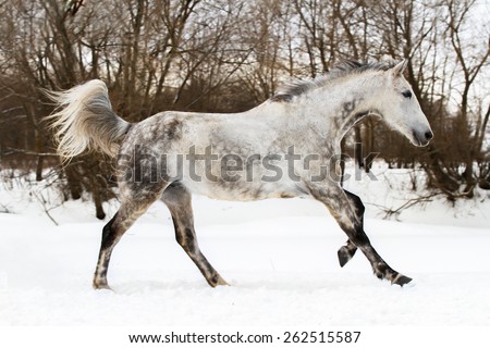 Beautiful grey horse running free in winter landscape.