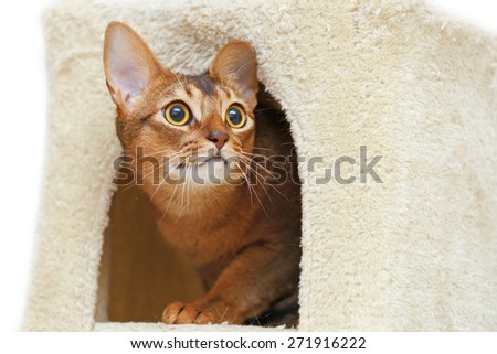 Abyssinian cat sitting in a cat\'s house.