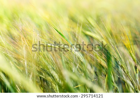 Field of Rye