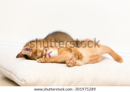 Two Abyssinian kittens playing.