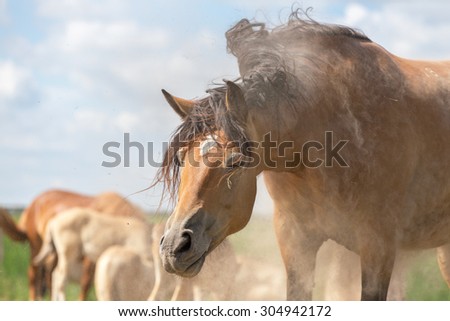 Horse shaking head after having a sand bath.
