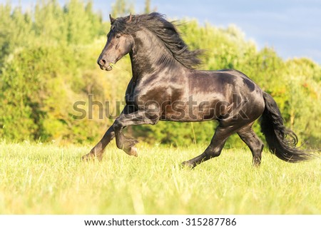 Strong black stallion running free.