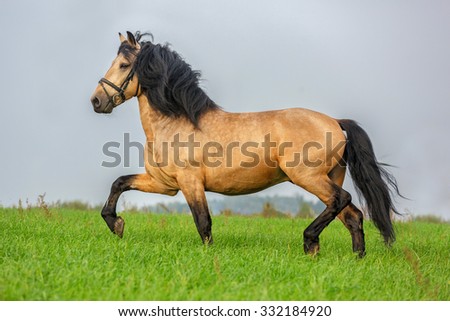 Bay horse at summer meadow.