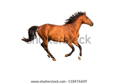 Purebred red horse isolated on white background.