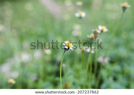 A wild flower and blur back ground