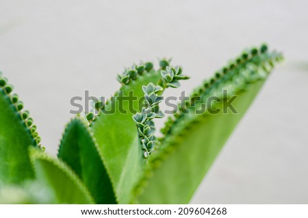 A little leaf growth on a big leaf