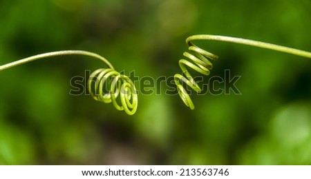 A spiral climber plant ,trailer, creeper, vine, rambler, clematis
