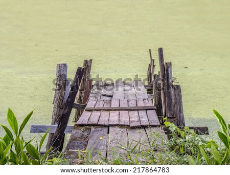 A little old wood pier in water filled lemna