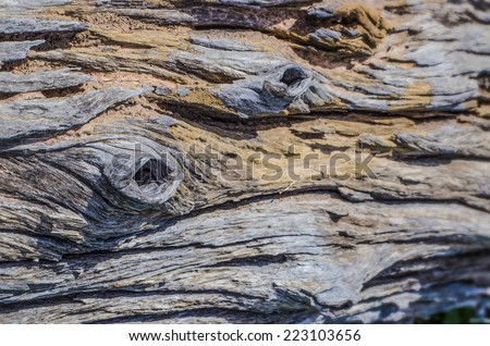Close up image of wood decay because the sun and rain for a long time.