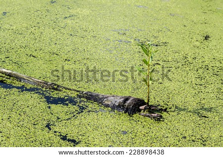 Little plant growth on dead tree in water filled lemna