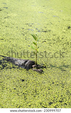 Little plant growth on dead tree in water filled lemna