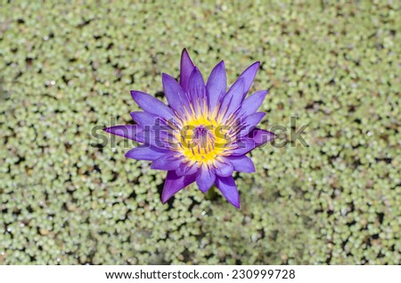 A purple lotus in to the water filled lemna