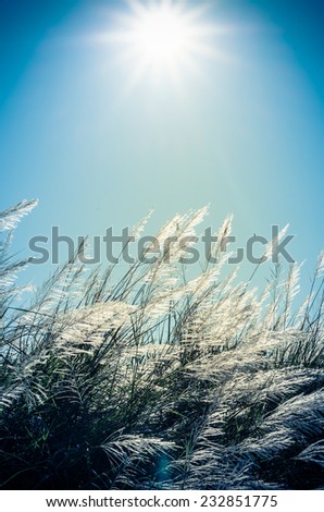vintage blue style image, Wild grasses which have white color flower