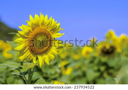 A close up image of sun flower