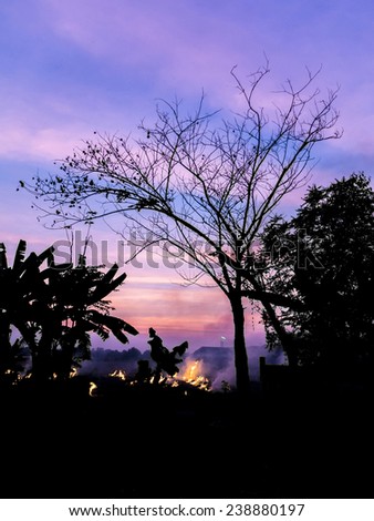silhouette image of dead tree which have fire and sunset as back ground