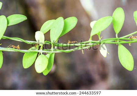 An image of ants walk on climber plant