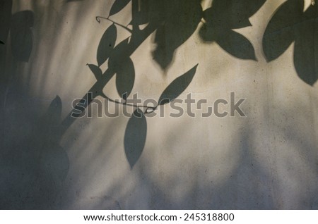 An image of shadow of leaf on cracked concrete wall