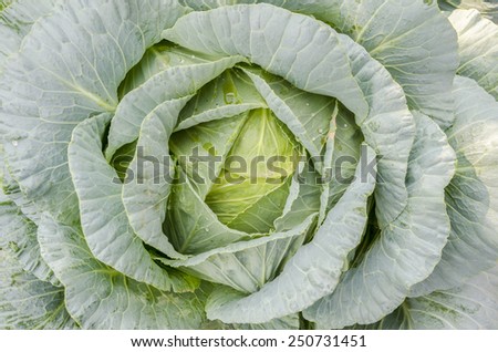 Close up image of green color cabbage
