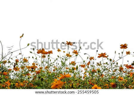 An isolated image of wild orange color flower on white background